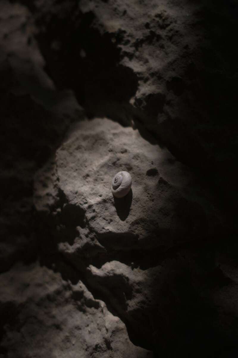 Textures - Hello, I am Barnie.